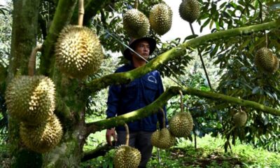 Le durian chasse le café des hauts plateaux vietnamiens