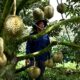 Le durian chasse le café des hauts plateaux vietnamiens