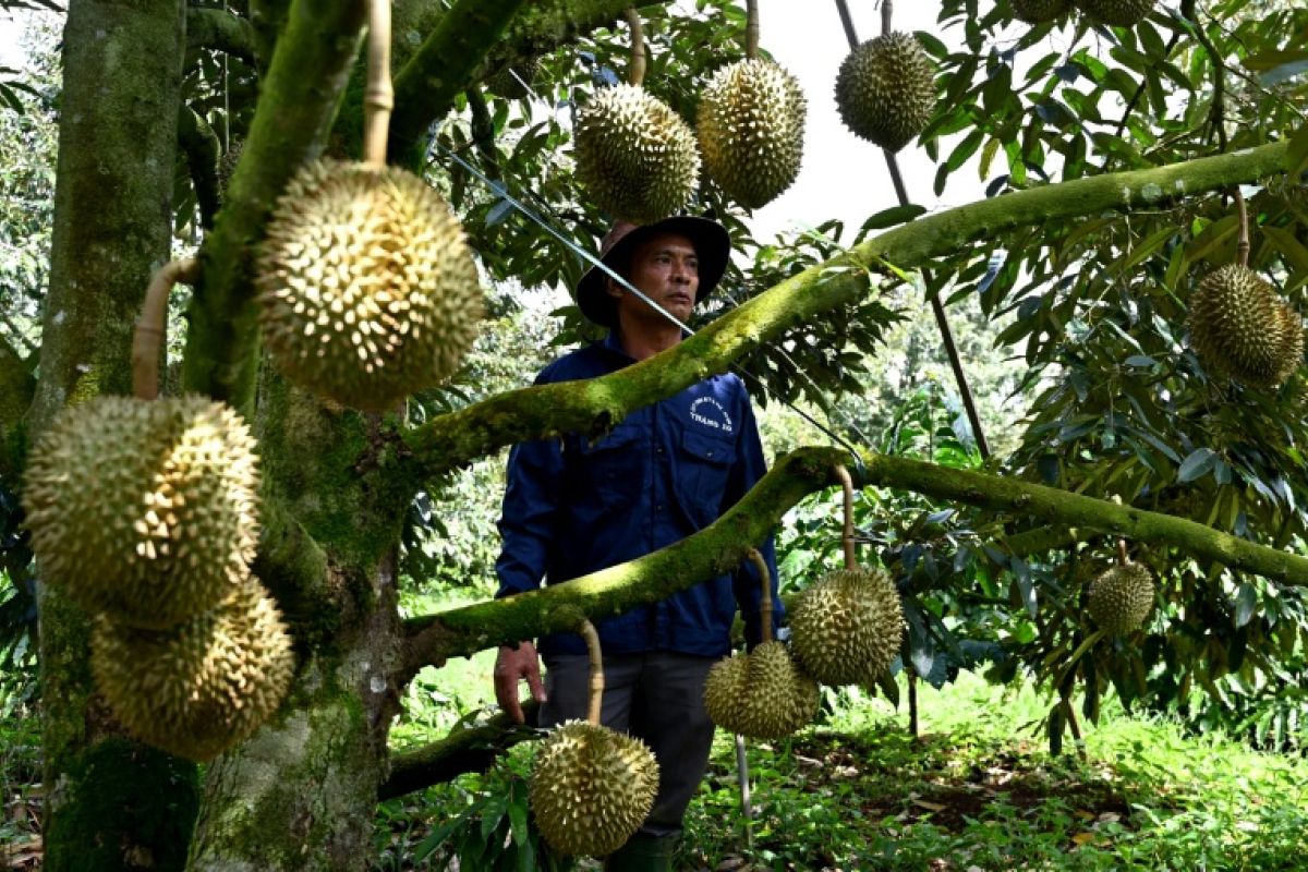 Le durian chasse le café des hauts plateaux vietnamiens