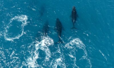 Le grand retour des baleines à bosse au large du Brésil