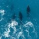 Le grand retour des baleines à bosse au large du Brésil