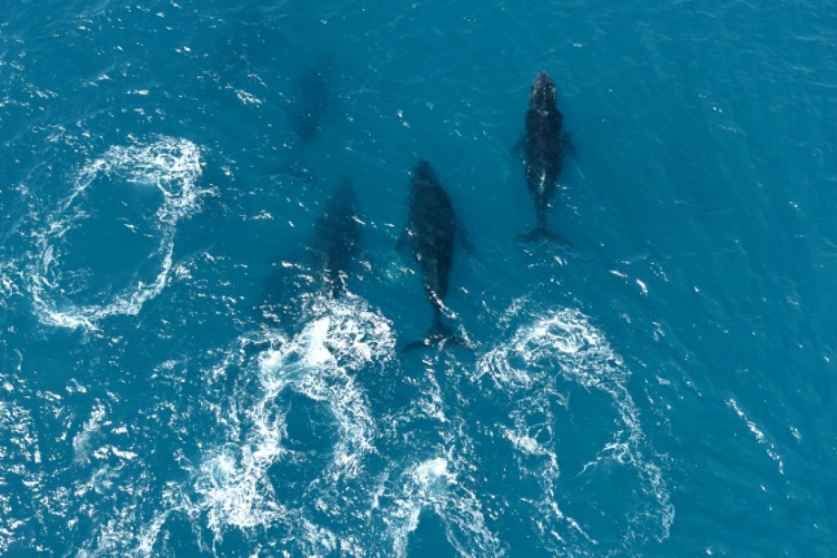 Le grand retour des baleines à bosse au large du Brésil