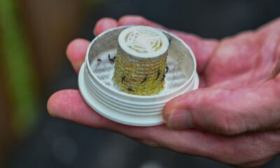 Des moustiques mâles lâchés dans les jardins pour arrêter la dengue