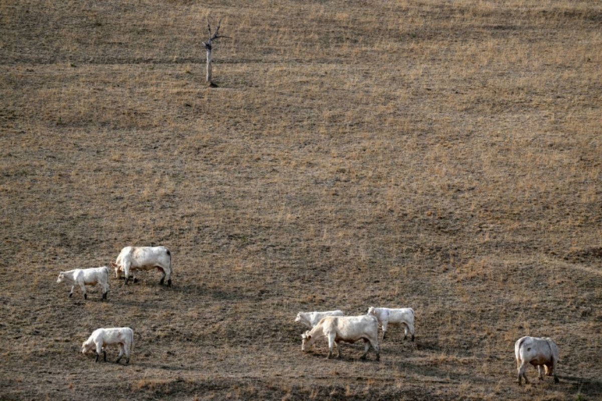 L'été qui a fait bouillir l'Europe