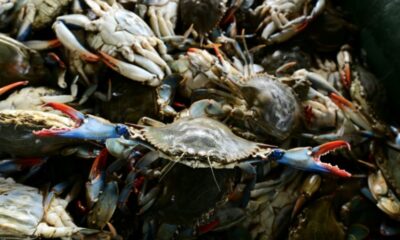 Des pieuvres lâchées en mer pour sauver les palourdes italiennes