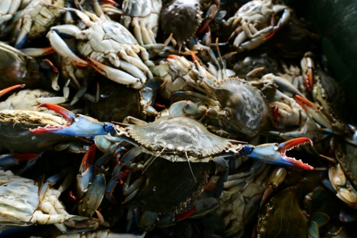 Des pieuvres lâchées en mer pour sauver les palourdes italiennes
