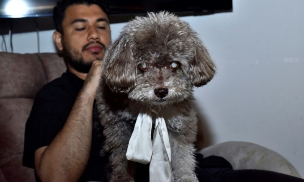 Un frère retrouve le chien de sa sœur morte dans ses bras sous les ruines de Cali
