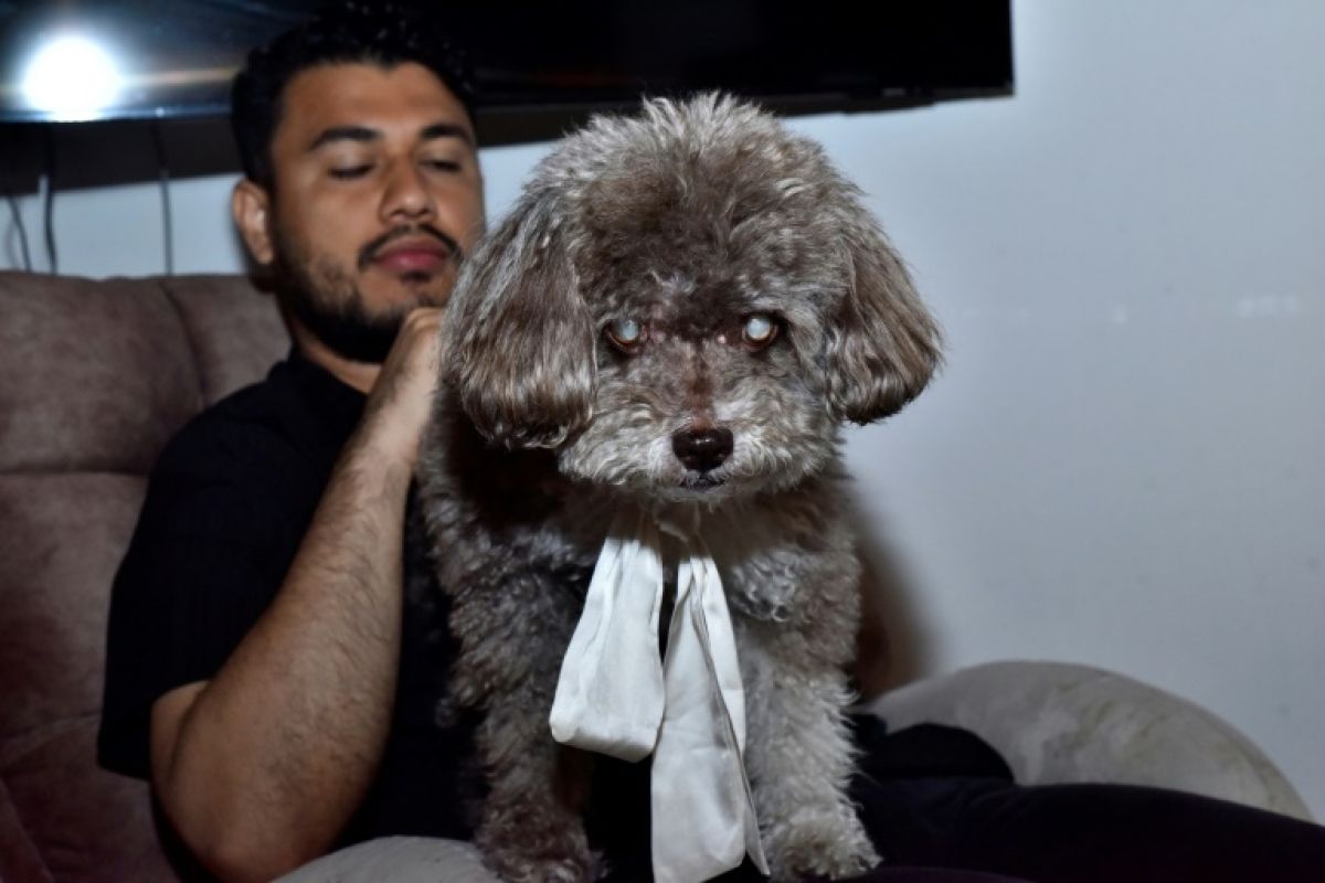 Un frère retrouve le chien de sa sœur morte dans ses bras sous les ruines de Cali