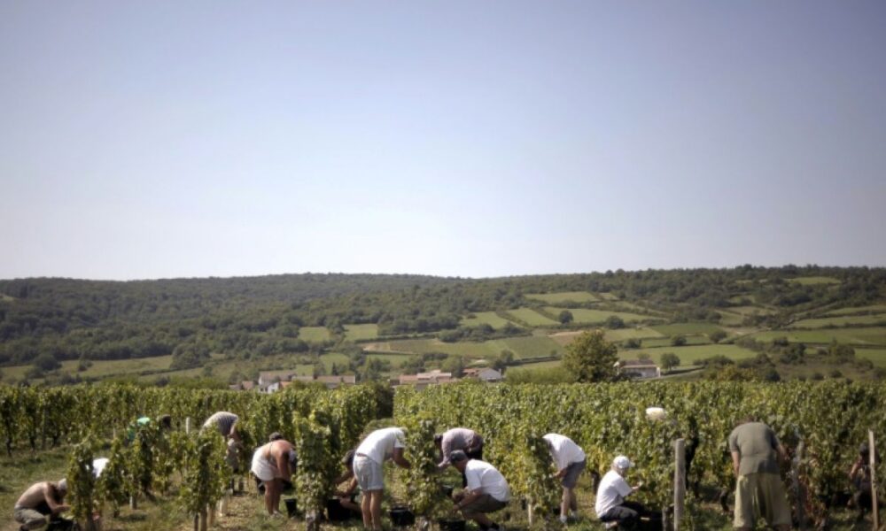 Bourgogne des vendanges record dès le 8 août à cause des canicules