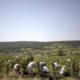 Bourgogne des vendanges record dès le 8 août à cause des canicules