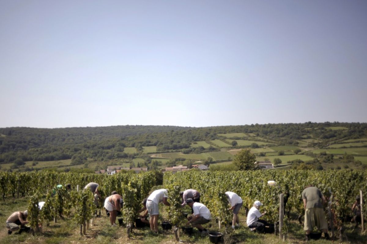 Bourgogne des vendanges record dès le 8 août à cause des canicules