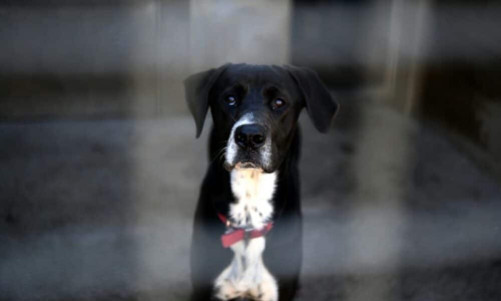 Jusqu'à 1 500 euros par animal pour les animaleries qui vendent chiens et chats illégalement