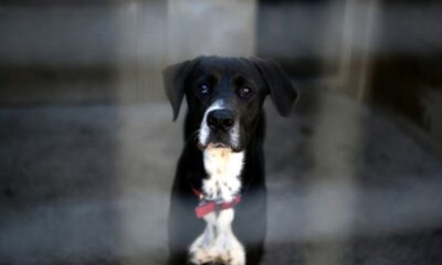 Jusqu'à 1 500 euros par animal pour les animaleries qui vendent chiens et chats illégalement