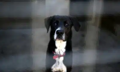 Jusqu'à 1 500 euros par animal pour les animaleries qui vendent chiens et chats illégalement