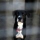 Jusqu'à 1 500 euros par animal pour les animaleries qui vendent chiens et chats illégalement