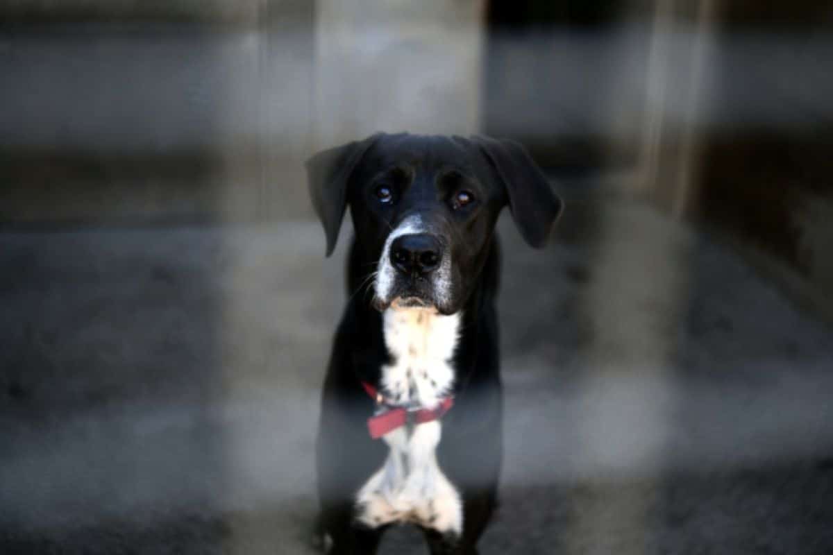 Jusqu'à 1 500 euros par animal pour les animaleries qui vendent chiens et chats illégalement