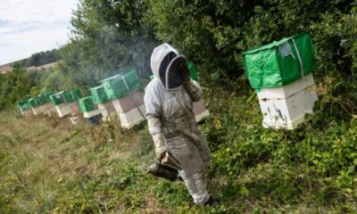 En pleine canicule, ce champ est devenu le paradis des abeilles