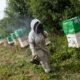 En pleine canicule, ce champ est devenu le paradis des abeilles