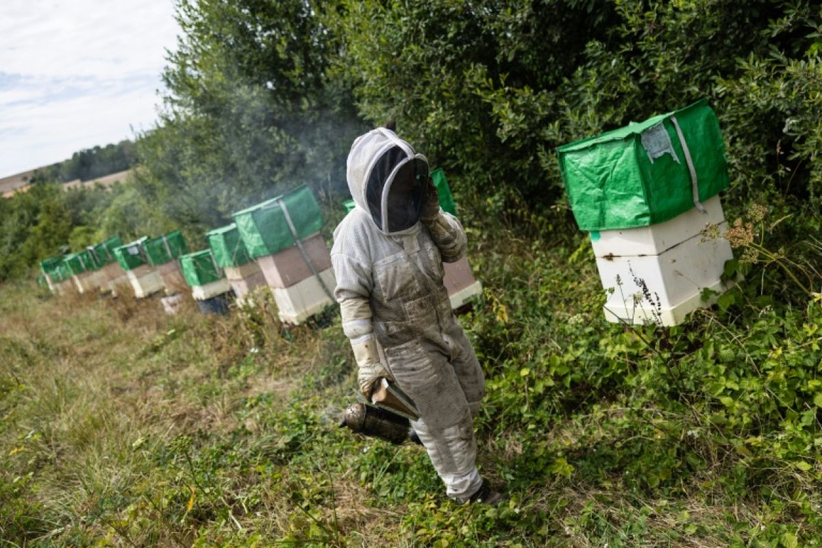 En pleine canicule, ce champ est devenu le paradis des abeilles