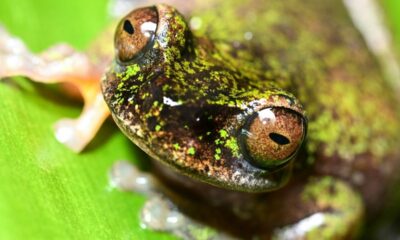 Au Costa Rica, les caféiers abritent une grenouille inédite
