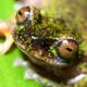 Au Costa Rica, les caféiers abritent une grenouille inédite