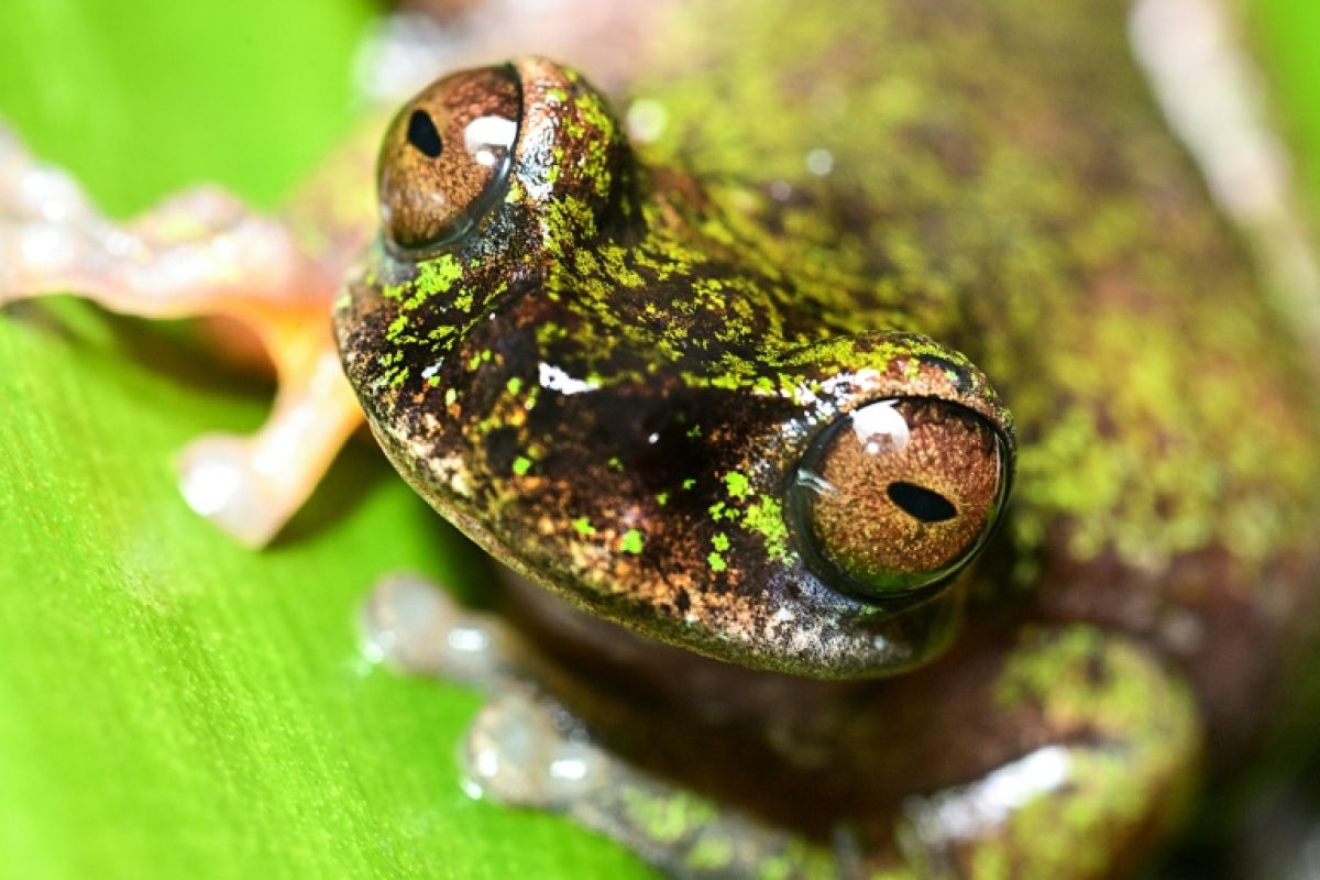 Au Costa Rica, les caféiers abritent une grenouille inédite