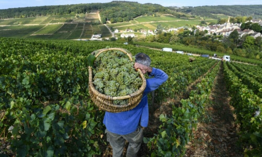 Six siècles de vendanges révèlent la nouvelle ère climatique