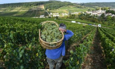 Six siècles de vendanges révèlent la nouvelle ère climatique