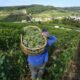 Six siècles de vendanges révèlent la nouvelle ère climatique
