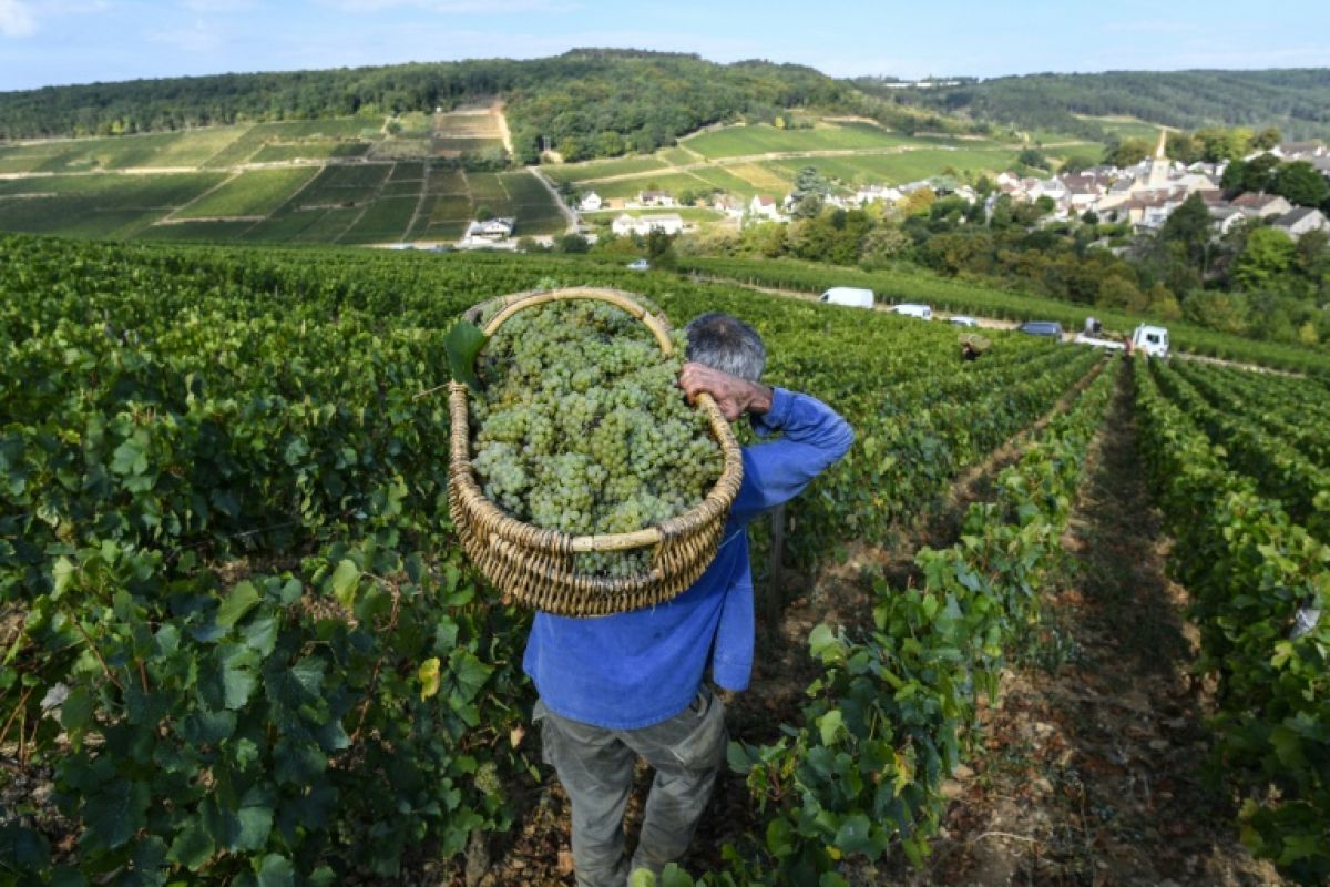 Six siècles de vendanges révèlent la nouvelle ère climatique
