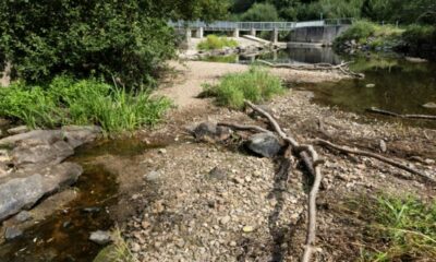 La rivière se meurt, des bénévoles sauvent ses poissons