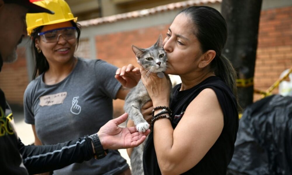 Un chat sorti vivant des ruines à Cali, le baume au cœur des sinistrés