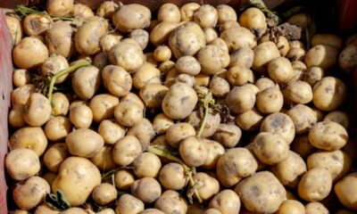 La pomme de terre française s'effondre sous la canicule