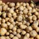 La pomme de terre française s'effondre sous la canicule