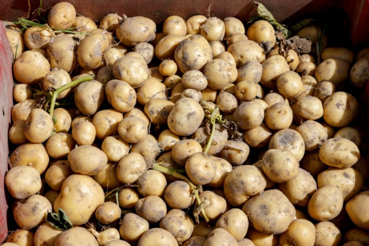 La pomme de terre française s'effondre sous la canicule