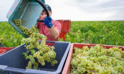 Vendanges en Champagne l'été s'emballe et personne n'est prêt