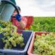 Vendanges en Champagne l'été s'emballe et personne n'est prêt