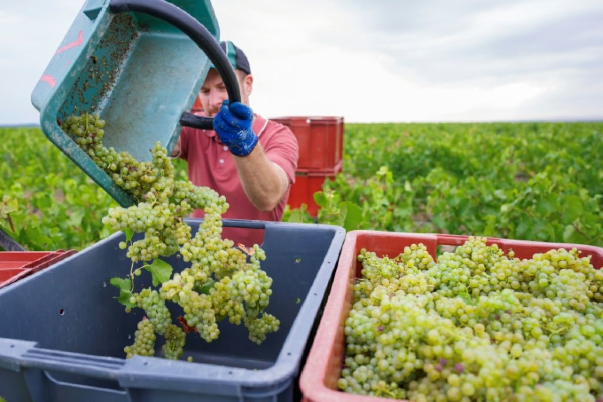Vendanges en Champagne l'été s'emballe et personne n'est prêt