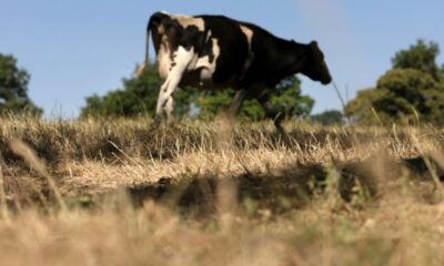 Des vaches fiévreuses en Europe un virus inconnu identifié à toute vitesse