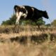 Des vaches fiévreuses en Europe un virus inconnu identifié à toute vitesse