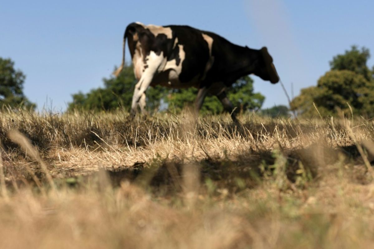 Des vaches fiévreuses en Europe un virus inconnu identifié à toute vitesse