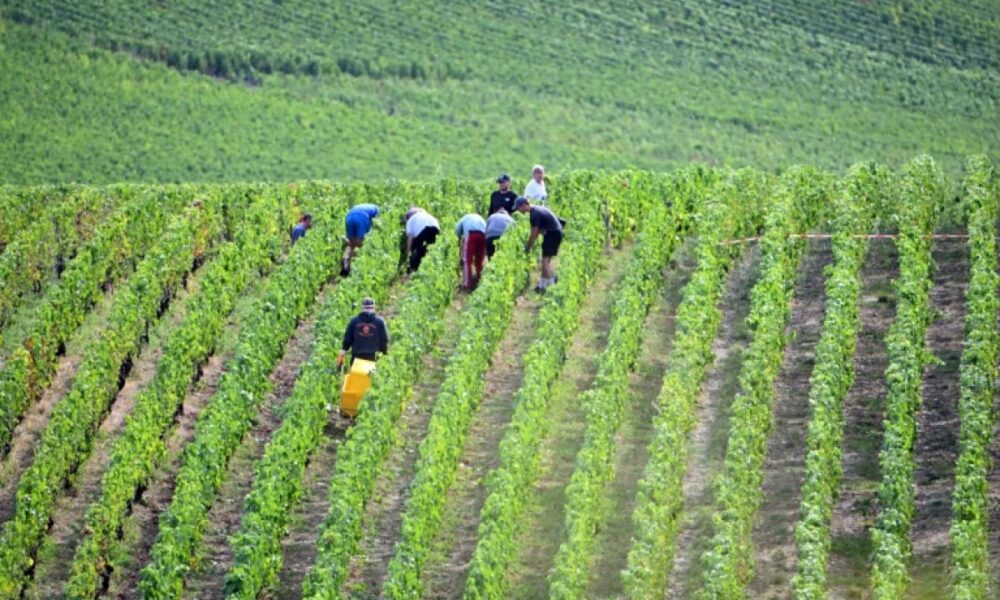 En Champagne la récolte du raisin n'a jamais démarré aussi tôt