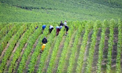 En Champagne la récolte du raisin n'a jamais démarré aussi tôt