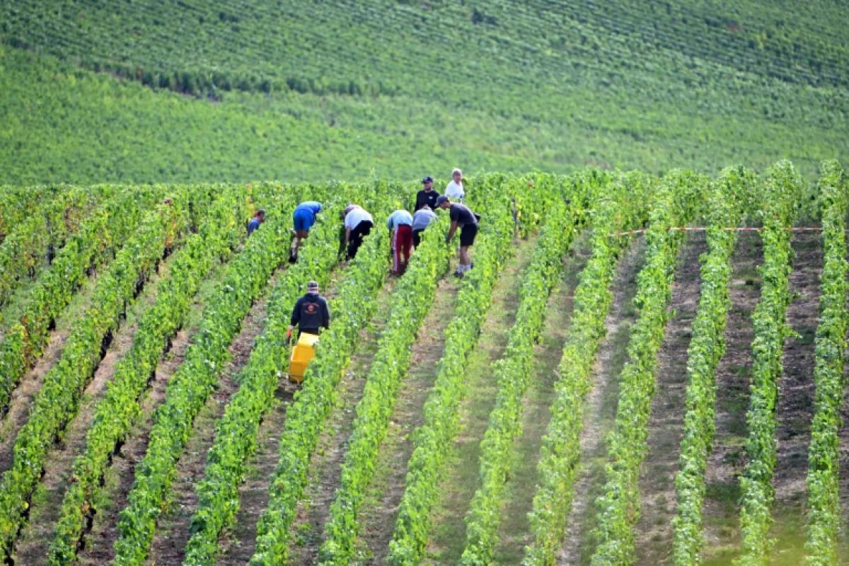 En Champagne la récolte du raisin n'a jamais démarré aussi tôt