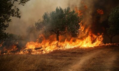 Un maire et deux hommes écroués après l'incendie géant aux portes d'Athènes