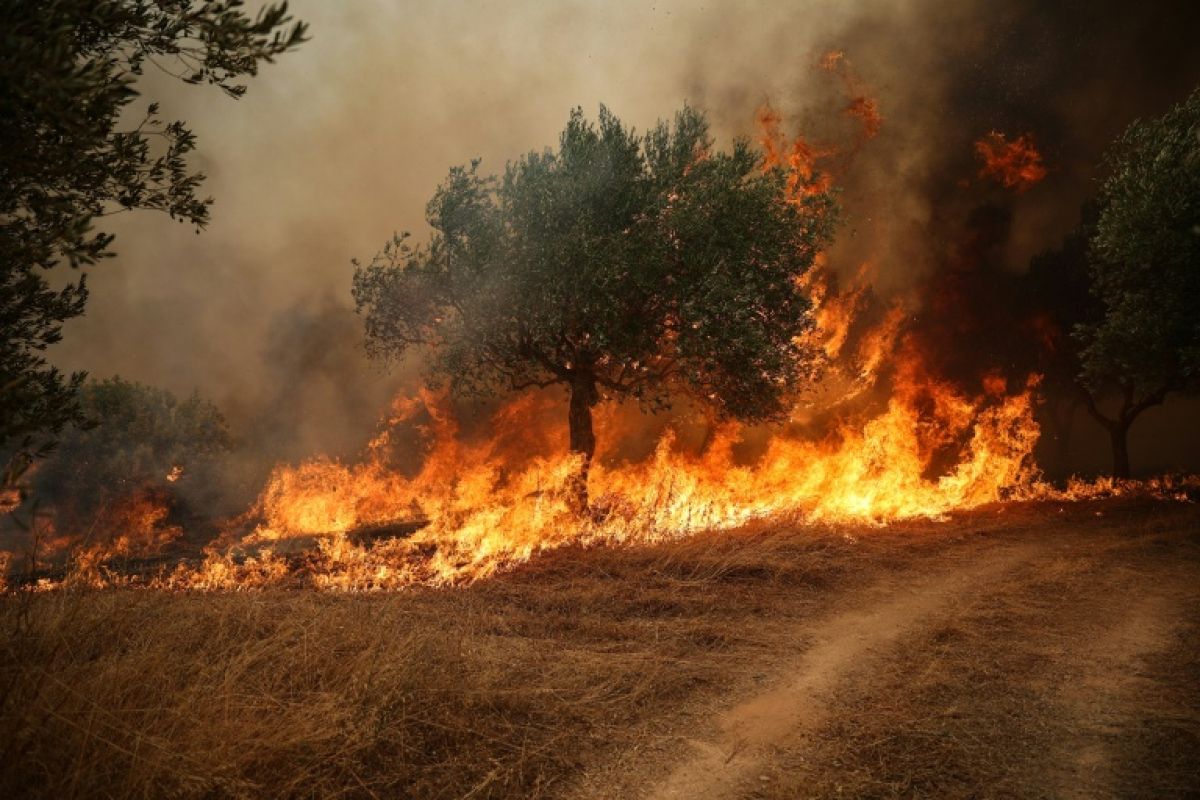Un maire et deux hommes écroués après l'incendie géant aux portes d'Athènes