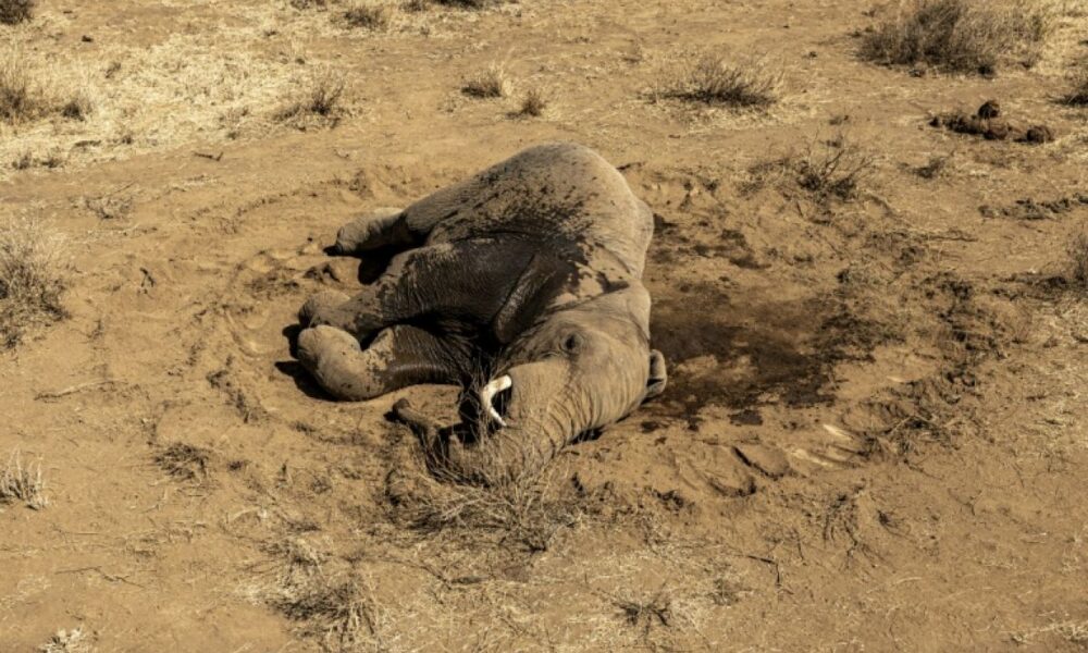 L'énigme des éléphants qui meurent un à un dans le sud du Kenya