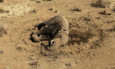 L'énigme des éléphants qui meurent un à un dans le sud du Kenya