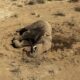 L'énigme des éléphants qui meurent un à un dans le sud du Kenya