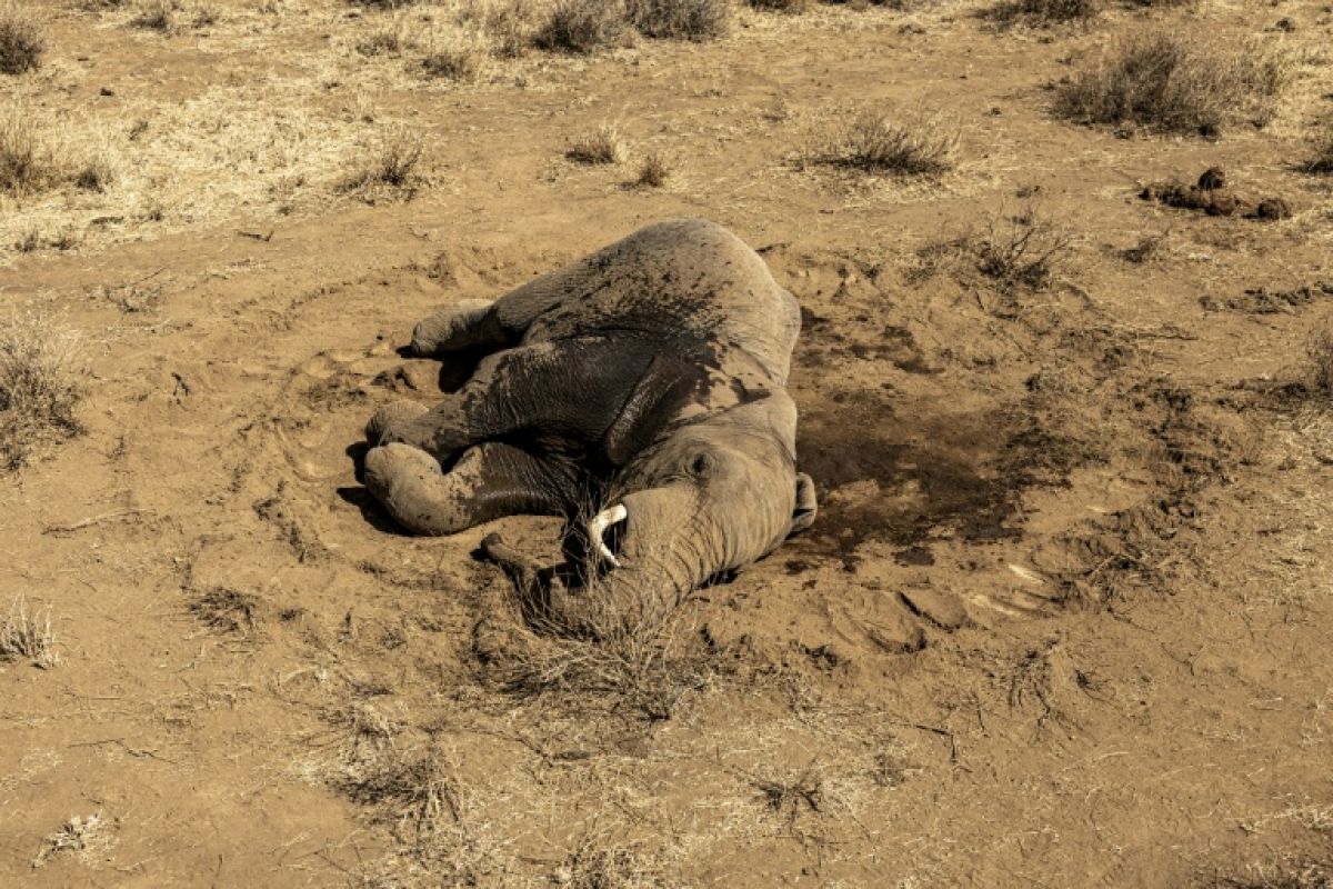 L'énigme des éléphants qui meurent un à un dans le sud du Kenya
